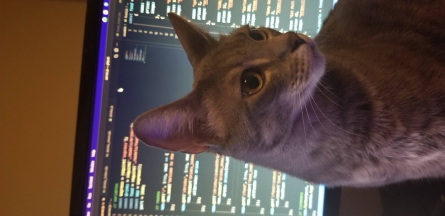 Loki or Siete, photographed 2021-12-21