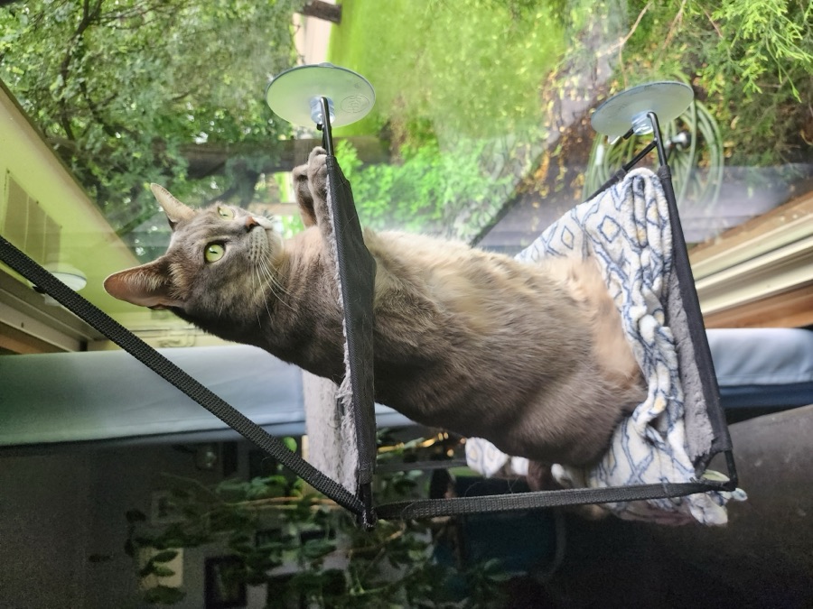 Loki or Siete, photographed 2024-06-17