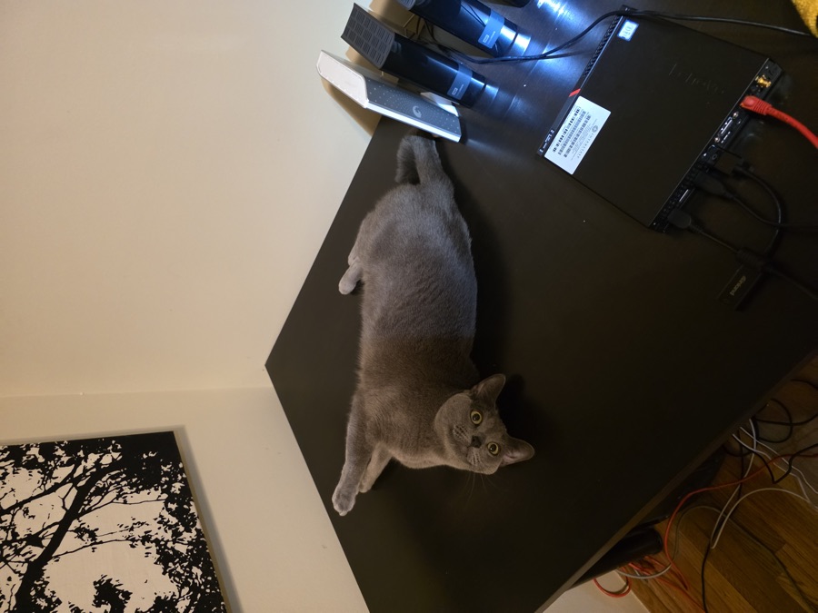 Loki or Siete, photographed 2025-04-19