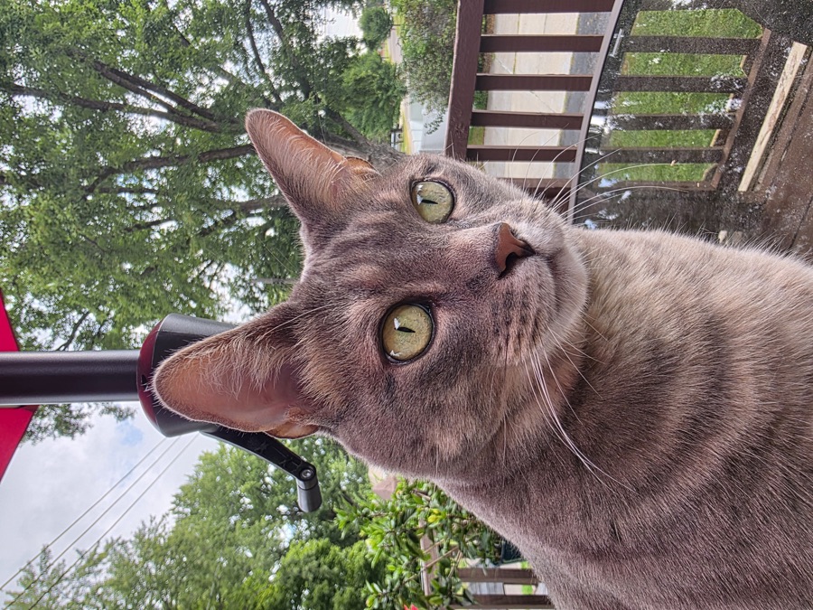 Loki or Siete, photographed 2025-09-01