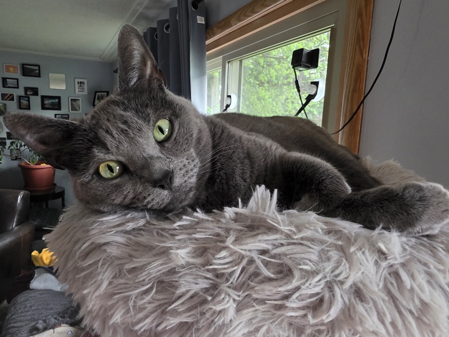 Loki or Siete, photographed 2026-05-20