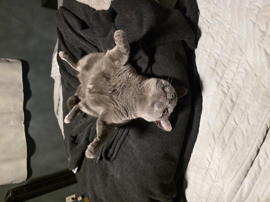 Loki or Siete, photographed 2026-06-19